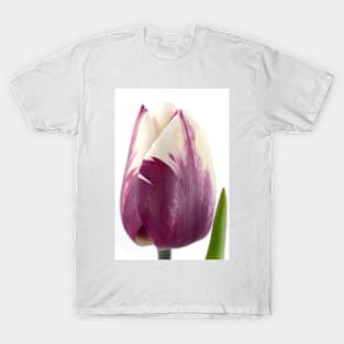 Tulipa  &#39;Zurel&#39;   Triumph Group Tulip T-Shirt